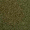 col55-lichen