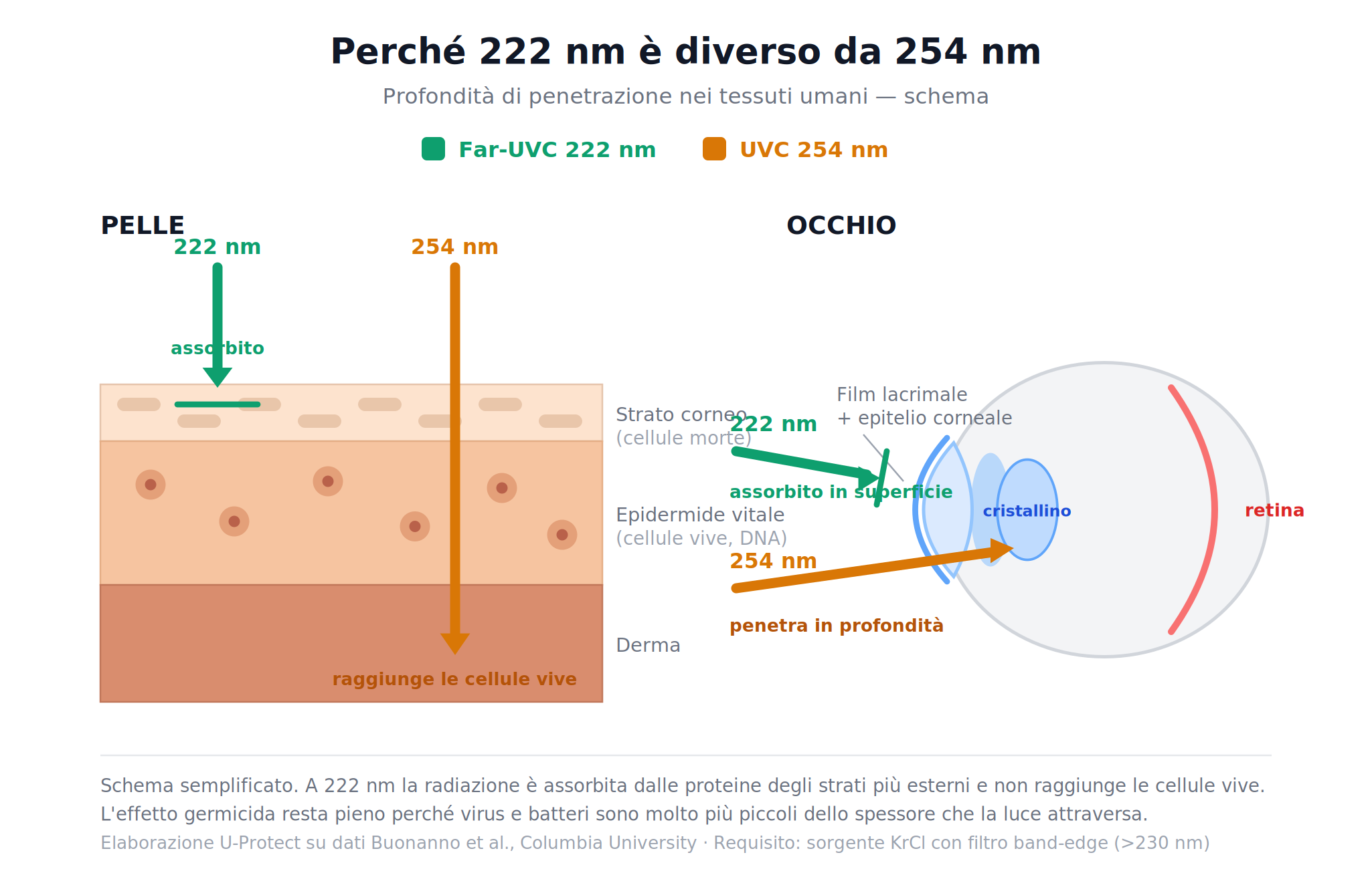 Schema del confronto tra Far-UVC a 222 nm e UVC a 254 nm: penetrazione nella pelle e nell'occhio