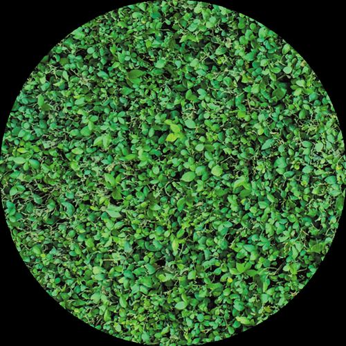 Swatch tappezzeria decorativa BuzziSkin Printed Green 1