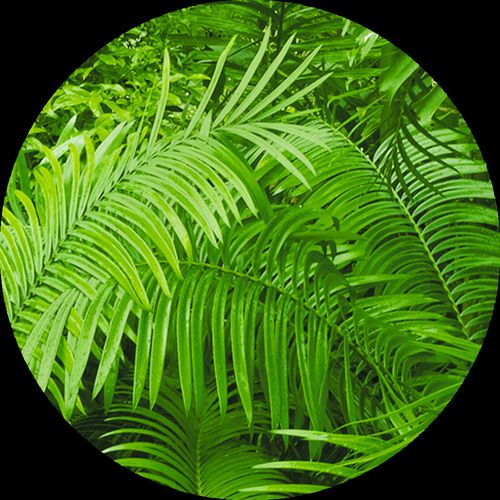 Swatch tappezzeria decorativa BuzziSkin Printed Jungle